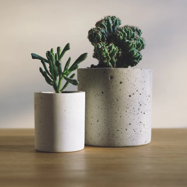 Concrete Cactus Duo